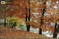 colori-autunno-foglie-alberi
