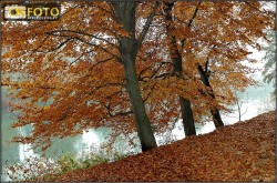 alberi-colori-autunno-caldi-fiume