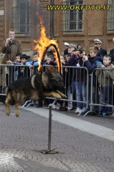 un cane lupo della polizia municipale di Torino affronta la prova del fuoco