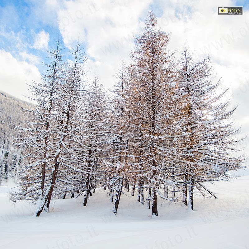 foresta-biancaneve La neve crea paesaggi da fiaba