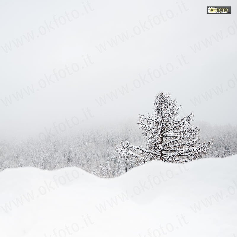 Albero-solitario-nevicata Un albero solitario in mezzo ad una abbondante nevicata