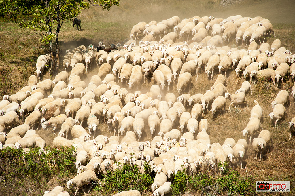 Un gregge arriva alla fiera di Balboutet