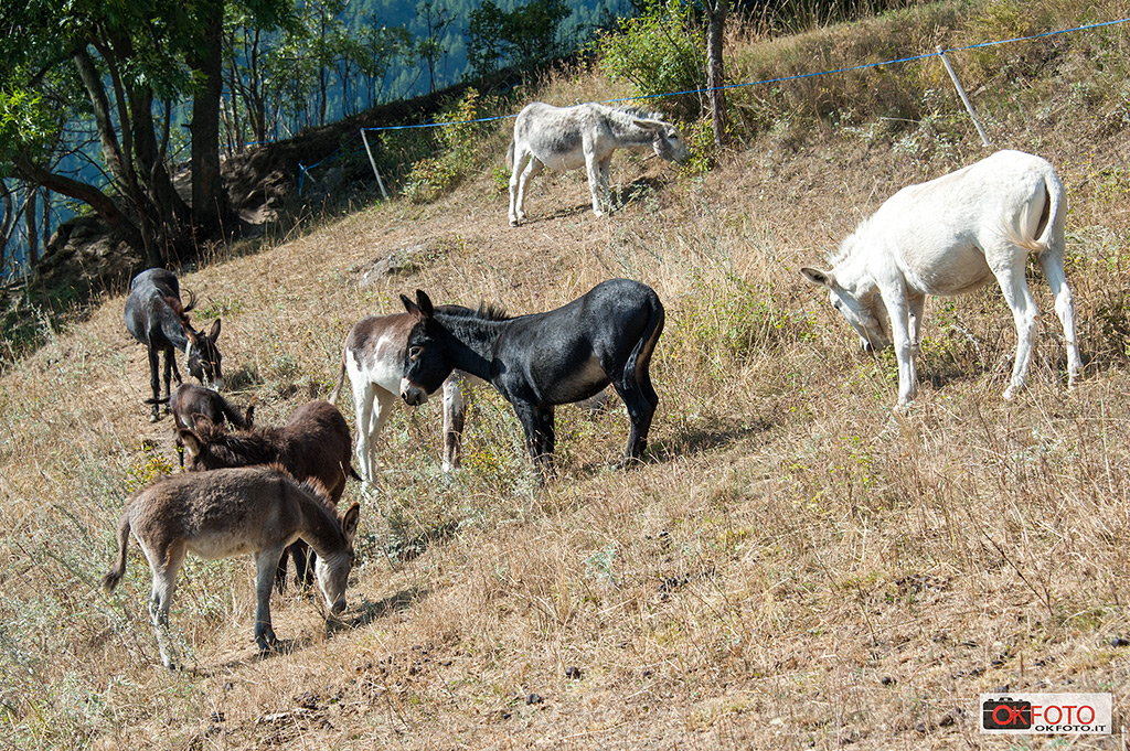 Animali alla Fiera zootecnica di Balboutet